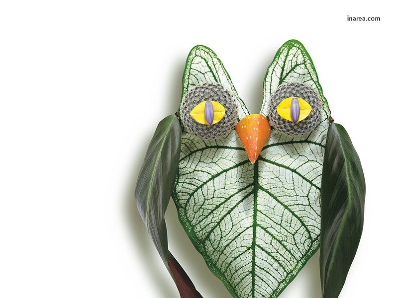 Inarea Imaginarea 01 08