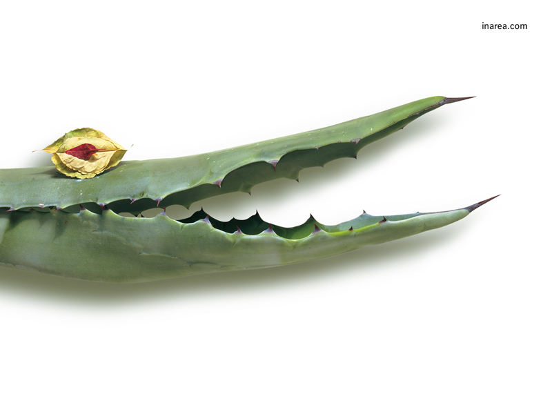 Inarea Imaginarea 02 05