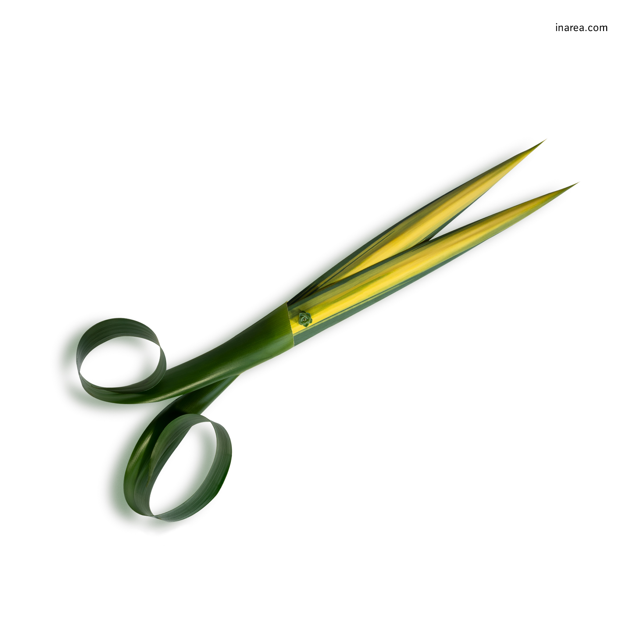 Inarea Imaginarea 05 09