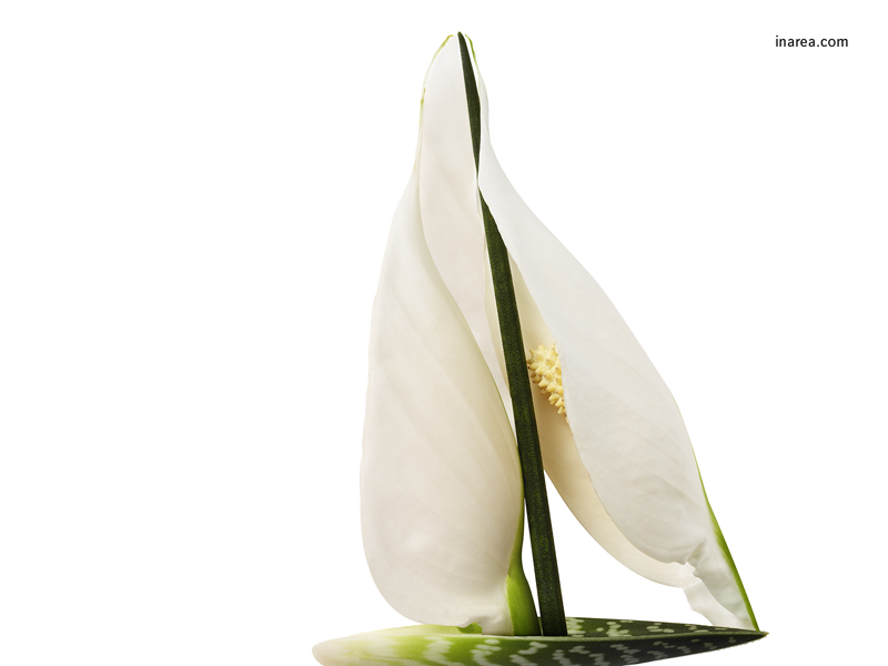 Inarea Imaginarea 06 03