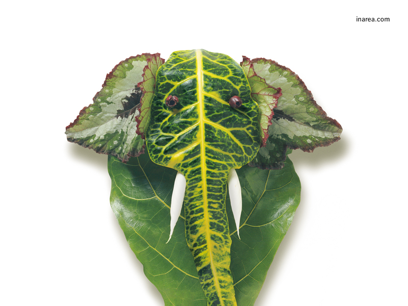 Inarea Imaginarea 12 08