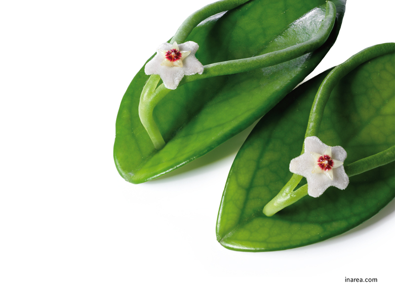 Inarea Imaginarea 27 04