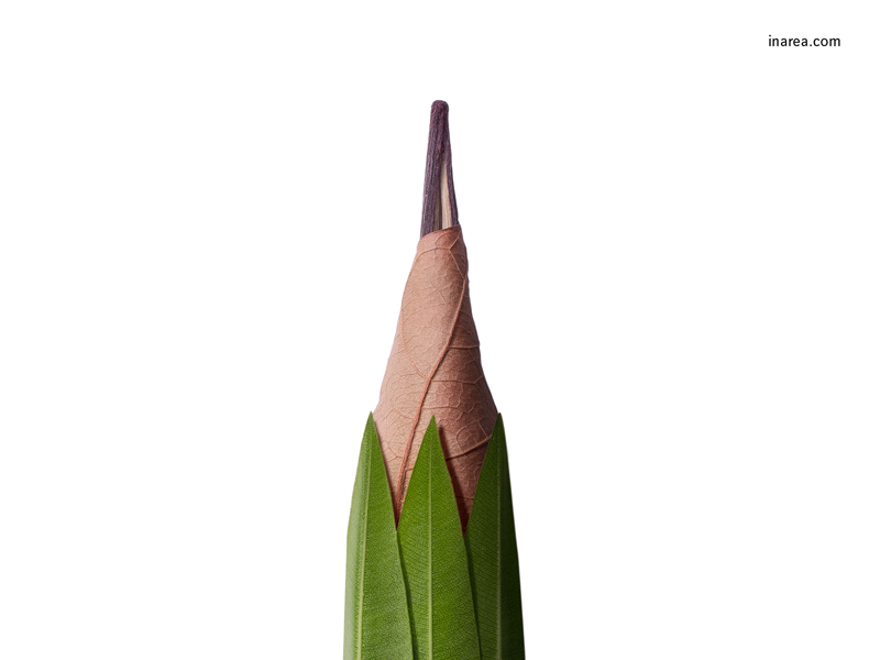 Inarea Imaginarea 30 03