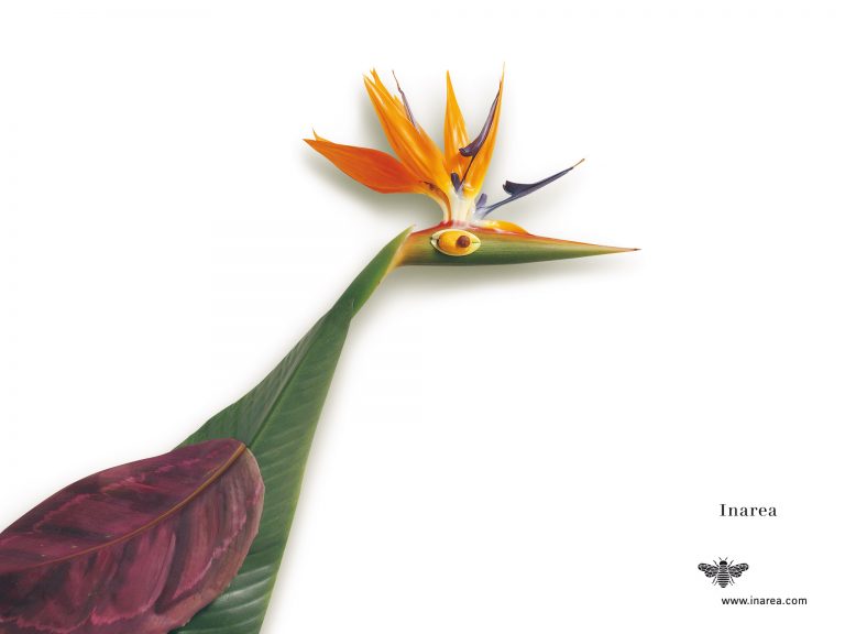 C.1999 Feb 72 510x382