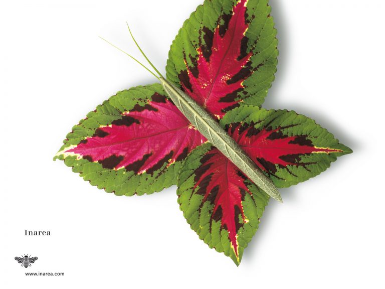 F.1999 Mag 72 510x382