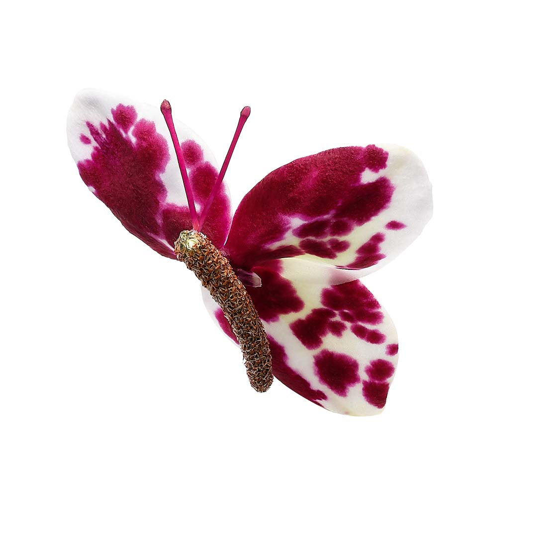 Caledarea Cover 2023